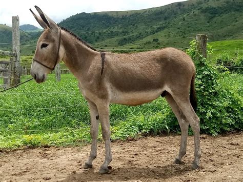 cruzamento de jumenta|Asno, jumento, jegue, burro, mula e bardoto (diferença)